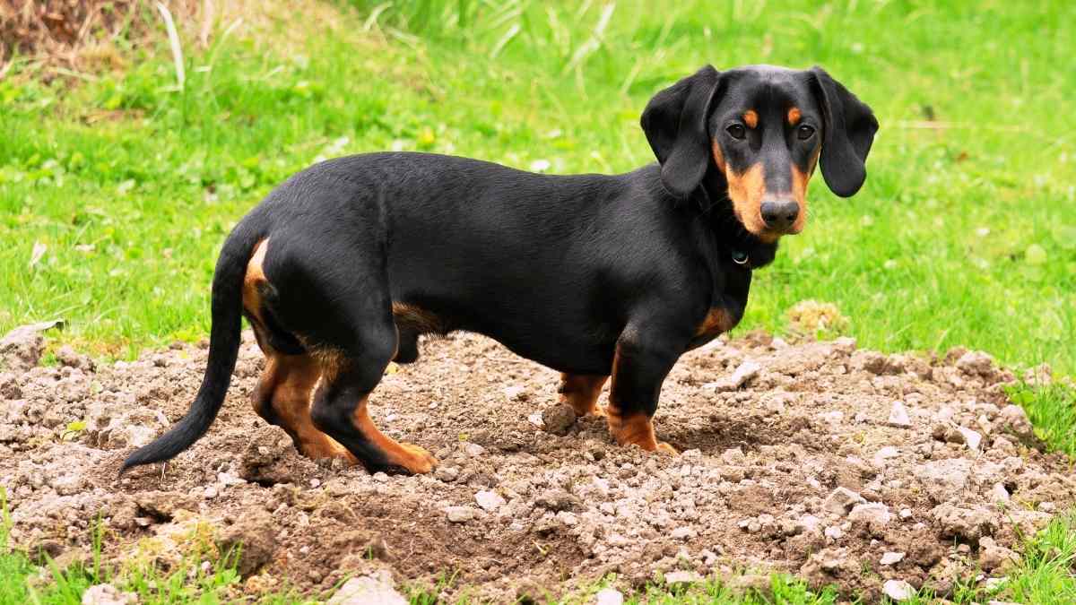 The Sausage Dog Dachshund India s Biggest Pet Festival the-sausage-dog-dachshund-india-s-biggest-pet-festival