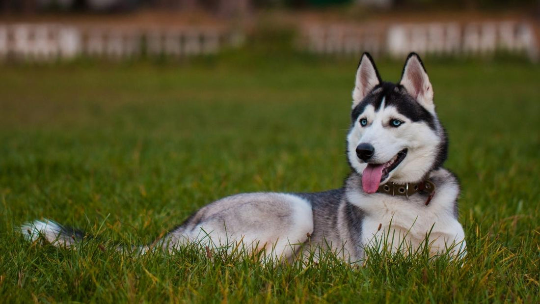 Siberian Husky - The Sled Dogs