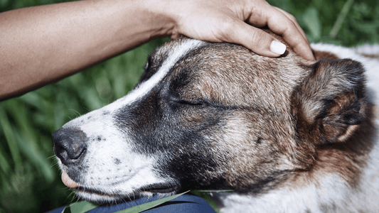 Do Indie Dogs make good pets?