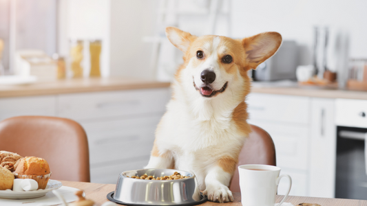 Answering the Most Searched Questions about Pet Nutrition