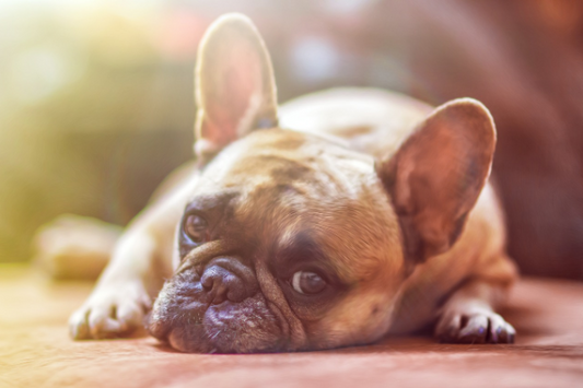 A GUIDE TO CANINE MENTAL HEALTH