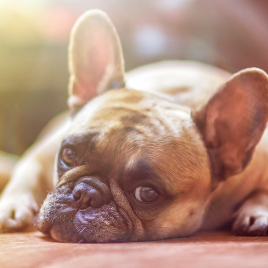 A GUIDE TO CANINE MENTAL HEALTH