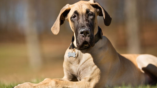Hunting German Mastiff Dog - The Great Dane
