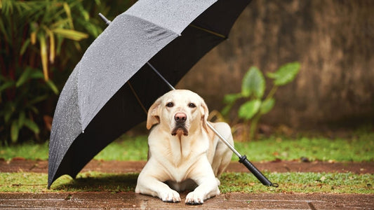 Expert Tips on Making Your Dog Monsoon Ready