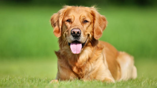 Golden Retriever - A Friendly & Intelligent Gun Dog