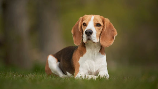 All You Need to Know about Beagles