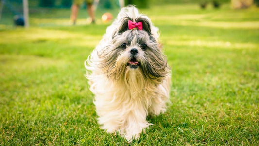 Shih Tzu - The Little Lion Dog