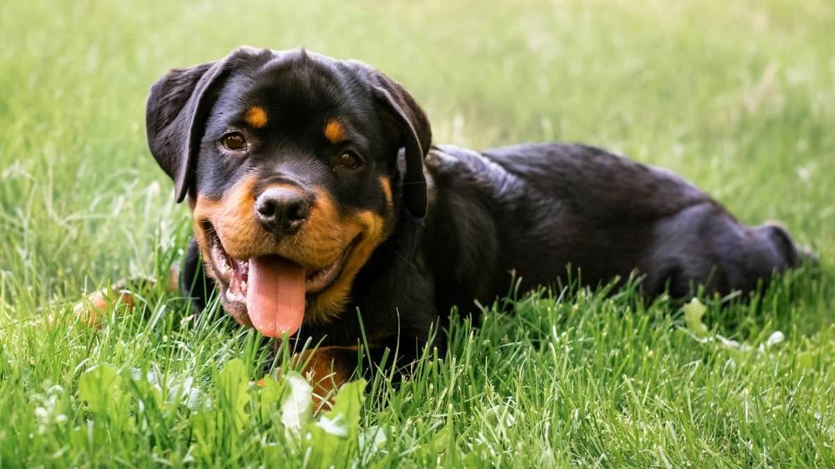 Romain Rottweiler Rottweiler - The Roman Drover Dog – India's Biggest Pet Festival