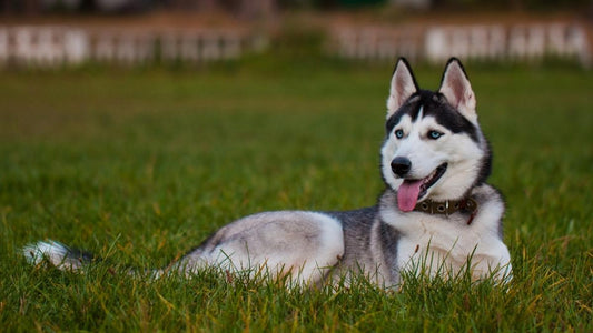 Siberian Husky - The Sled Dogs