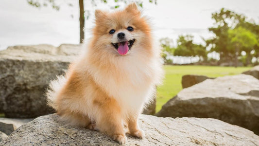 Pomeranian - The Spitz-Type Toy Breed
