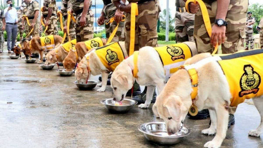 Seven DMRC Sniffer Dogs Retire After Completing 10 Years