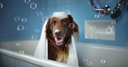 How to Pick Grooming Products for Your Pets?
