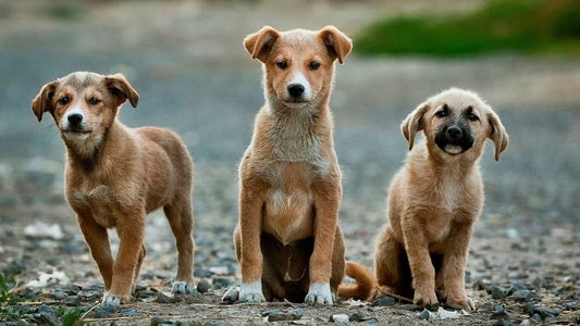 A Dog Is Made Ferocious by Circumstances & Strays Aren’t Dangerous by Nature: Kerala HC