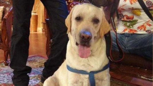 Hero Dogs of India - Zanjeer: 1993 Mumbai Bombings