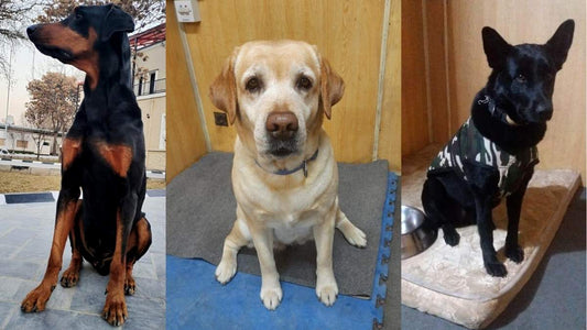Three Indian Sniffer Dogs Evacuated from Afghanistan