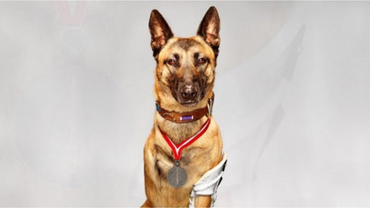 Hero Dogs of India - Rocket: Pathankot Airbase 2016