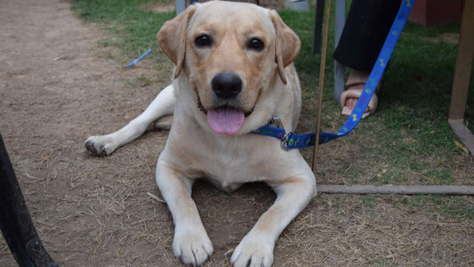 Dogs Can Tell Whether Human Actions Are Intentional or Unintentional