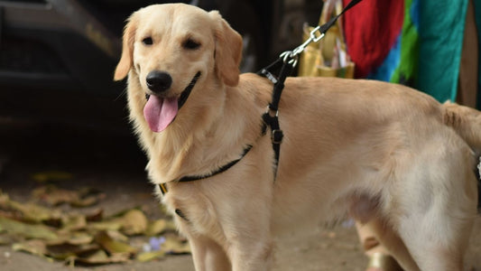 Portal for Registration of Pet Dogs Launched by East Delhi Civic Body