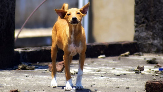 Healthy Dogs and Cats Cannot Be Relocated from Housing Societies