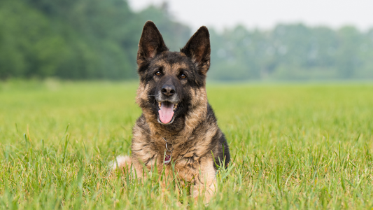 All You Need To Know About German Shepherds