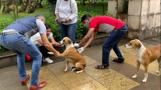 Vaccination of over 300 dogs done in Malad, Mumbai