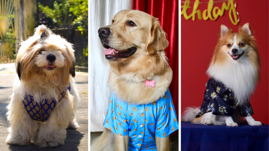 10 Happy Fur-Babies showing Off their Pawsome Dressing Styles!