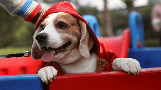 Chandigarh - First Ever Pupper-Con is Here!