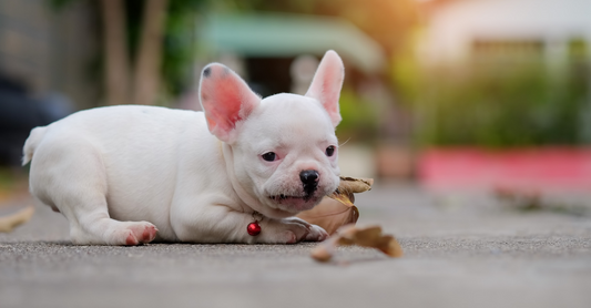 Avoiding Dog Obesity