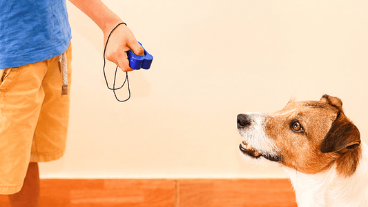 Practicing Positive Reinforcement with your Doggo