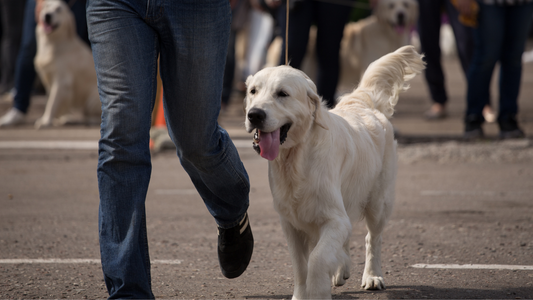 Expert Advice on Winner Dog Training