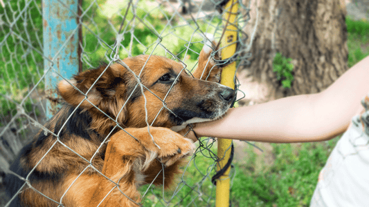 Dog Adoption 101