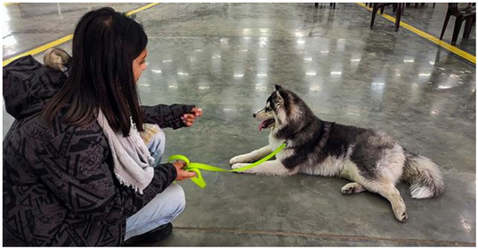 Government Relaxes Rules for People Bringing Back Pets from Ukraine to India