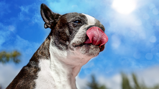 Healthy Treat Options for Your Pets in Summers