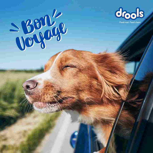 Holiday Travel Tips for Pet Parents