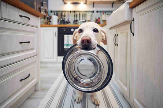 Healthy Pets, Happy Homes: Nutrition and Wellness Tips