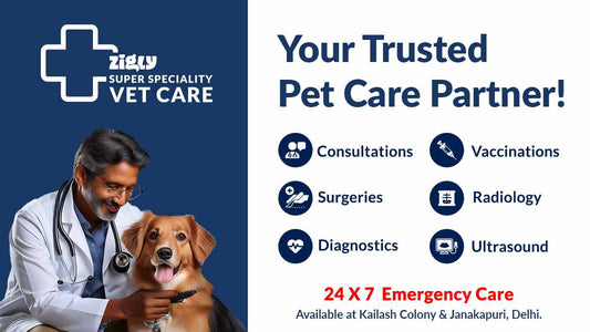 Zigly: India’s Fastest-Growing Pet Care Ecosystem!