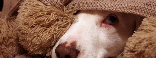 Essential Winter Care Tips to Keep Your Dog Cozy and Safe!