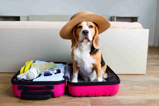 Traveling with Pets: Tips for a Smooth and Enjoyable Trip