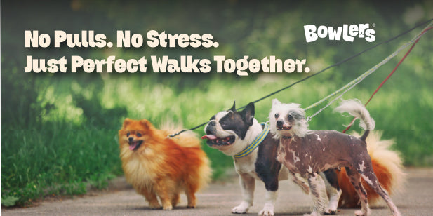 Leash Training 101: How to Stop Your Dog From Pulling and Enjoy Peaceful Walks Together