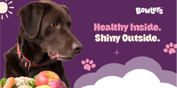 Complete Guide to Holistic Dog Care and Grooming