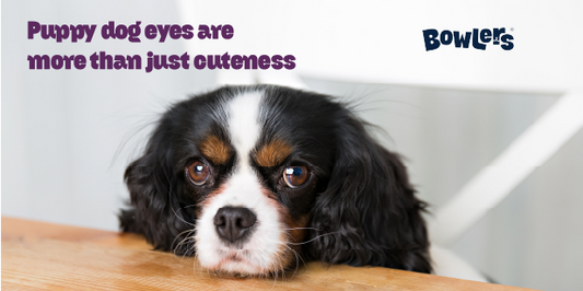 Dog Eye Contact Explained: What Your Pup is Trying to Tell You