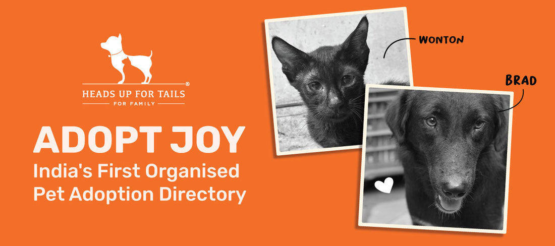 Adopt Joy: India's First Organised Directory For Pets In Need.