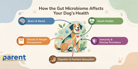 Canine Gut Microbiome: Secret to your pet Wellness - How Gut Flora Supports Overall Health of your Furry friends