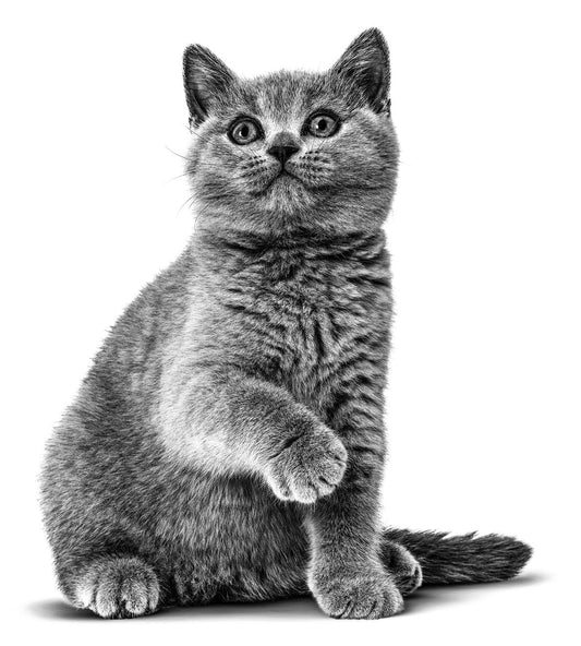 Your Essential Kitten Care Guide