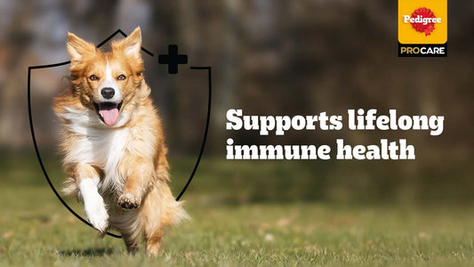 Pedigree PROCARE at Pet Fed: A Closer Look at Dog Immunity
