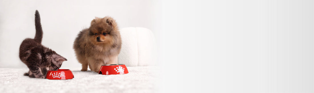A New Pet Parent’s Guide: Caring for Your Puppy or Kitten in Their First Year