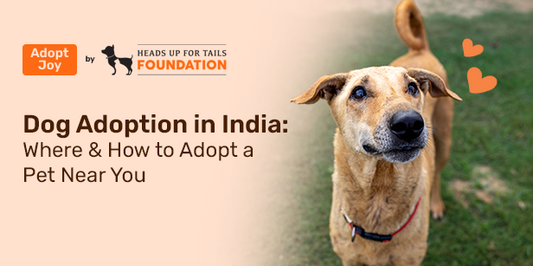 Dog Adoption in India: Where & How to Adopt a Pet Near You