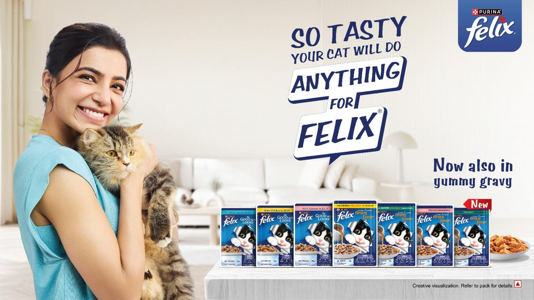 FELIX: The irresistibly tasty wet cat food your cat will love