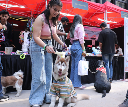 Pet Fed Summer Camp : Delhi Edition 2025