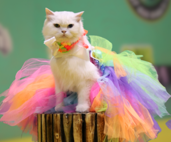 Pet Fed Bengaluru 2026